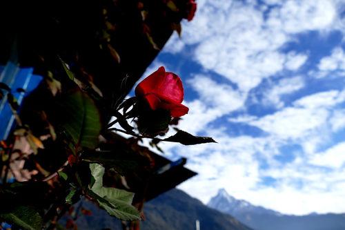 Rose-flower-sky-mountain-view