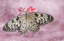 Pretty Spring Butterfly von Elisabeth  Lucas