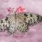 Pretty-spring-butterfly
