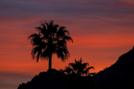 Red-palm-sunset