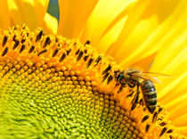 Biene auf Sonnenblume von Sascha Stoll