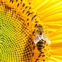 Biene auf Sonnenblume by Sascha Stoll
