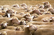Schafe von Sascha Stoll
