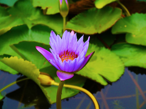 Water-lily-flower-lotus-flower