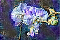 Amethyst Orchids by Elisabeth  Lucas