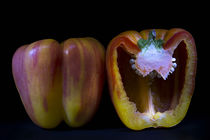 Striped Peppers by Elisabeth  Lucas