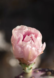 Delightful Pink Cactus Flower by Elisabeth  Lucas