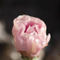 Delightful-pink-cactus-flower