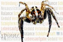 Spinne - im Netz des Lebens by Astrid Ryzek