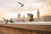 Birds of London by artificialprogress