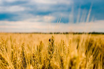 Ukraine. Wheat field von Aleks de Kairo