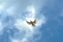 dove of peace by Aleks de Kairo