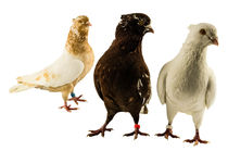 Pigeon gang. by Aleks de Kairo