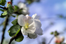 Apfelbaumblüte im Frühling (Malus domestica) von Werner Meidinger