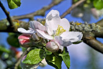 Apfelbaumblüte im Frühling (Malus domestica) by Werner Meidinger