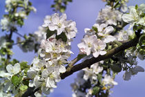 Apfelbaumblüte im Frühling (Malus domestica) von Werner Meidinger