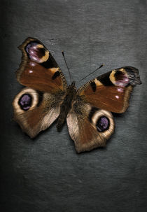 Peacock butterfly by Jarek Blaminsky