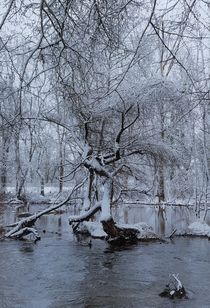 Winter am Fluß by Renate Dienersberger