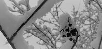 Snowberries by Renate Dienersberger
