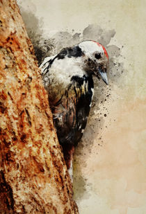 Mr Woodpecker by Jarek Blaminsky