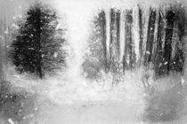 Winterliche Waldlichtung von Petra Dreiling-Schewe
