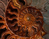 Pretty brown ammonite closeup von Jarek Blaminsky