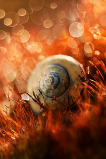 Impression with snail shell by Jarek Blaminsky