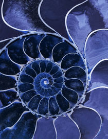 Blue Ammonite von Jarek Blaminsky