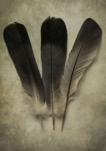 Three feathers by Jarek Blaminsky