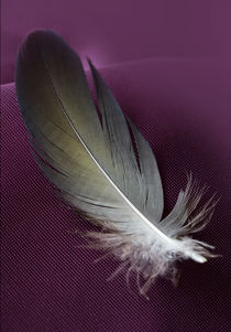 Pretty feather on violet silk by Jarek Blaminsky