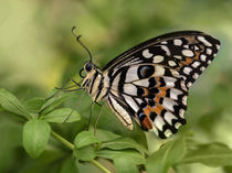 Papilio Demoleus butterfly on green leaves by Jarek Blaminsky