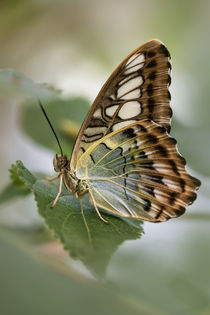 Pretty butterfly on the leaf by Jarek Blaminsky