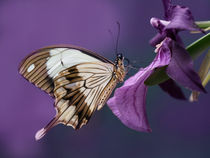 Pretty butterfly on purple flower by Jarek Blaminsky