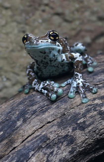Pretty small blue frog by Jarek Blaminsky