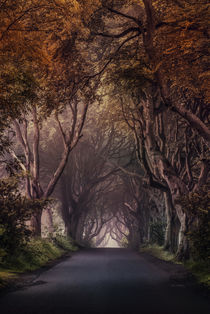 Pretty alley in Northern Ireland by Jarek Blaminsky