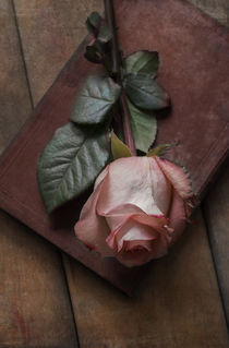 Still life with pink rose by Jarek Blaminsky