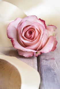Pink rose and golden ribbon by Jarek Blaminsky
