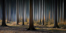 Mystical Wood von Carsten Meyerdierks