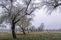 Apfelbaum im Winter mit Raureif und Früchten von Christine Horn