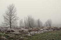 Landschaft im Hegau mit Nebel und Raureif von Christine Horn