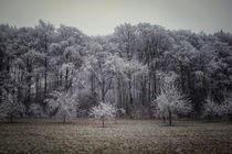 Winterliche Bäume mit Raureif von Christine Horn