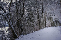 Weg durch den Winterwald im Hegau by Christine Horn