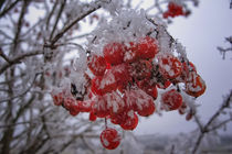 "Geeiste" rote Beeren des Gemeinen Schneeballs im Winter von Christine Horn