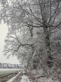 Feldweg und Bäume im Winter mit Raureif bei Stockach - Hegau von Christine Horn