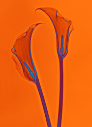 Lanuma-calla-orangeblue