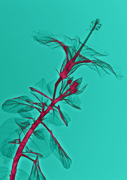 Lanuma-hibiskus-greenred1