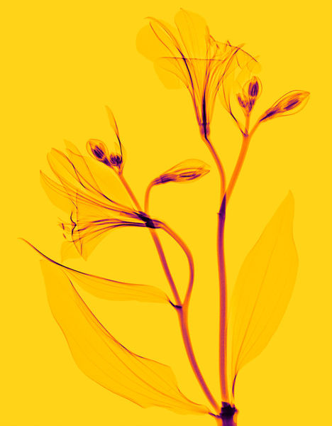 Lanuma-inkalily-yellow