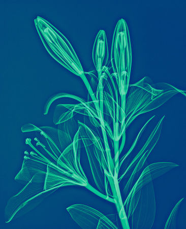 Lanuma-lily-bluegreen