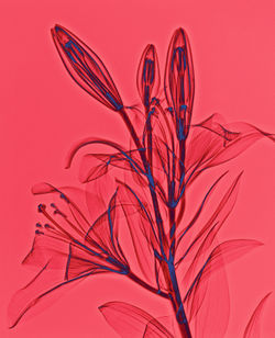 Lanuma-lily-redblue
