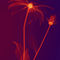 Lanuma-rudbeckia-violetfire